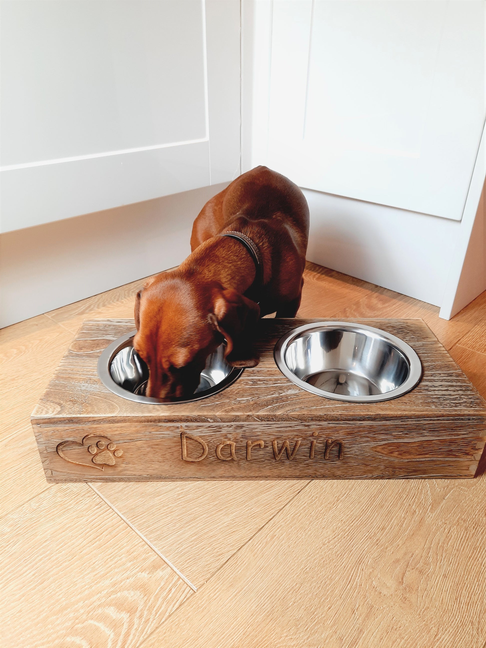 A brown dachsund is eating on the Personalised Pet Bowl Feeder Bamboo Wood that has paw with heart icon and engraved pet's name "Darwin".